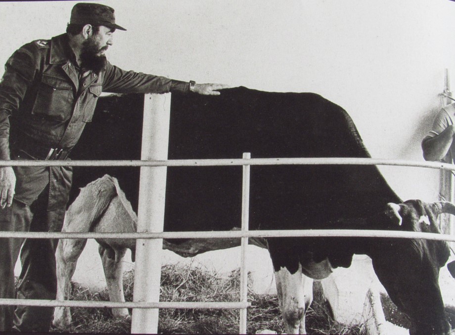 Junto a la vaca Ubre Blanca. 1975