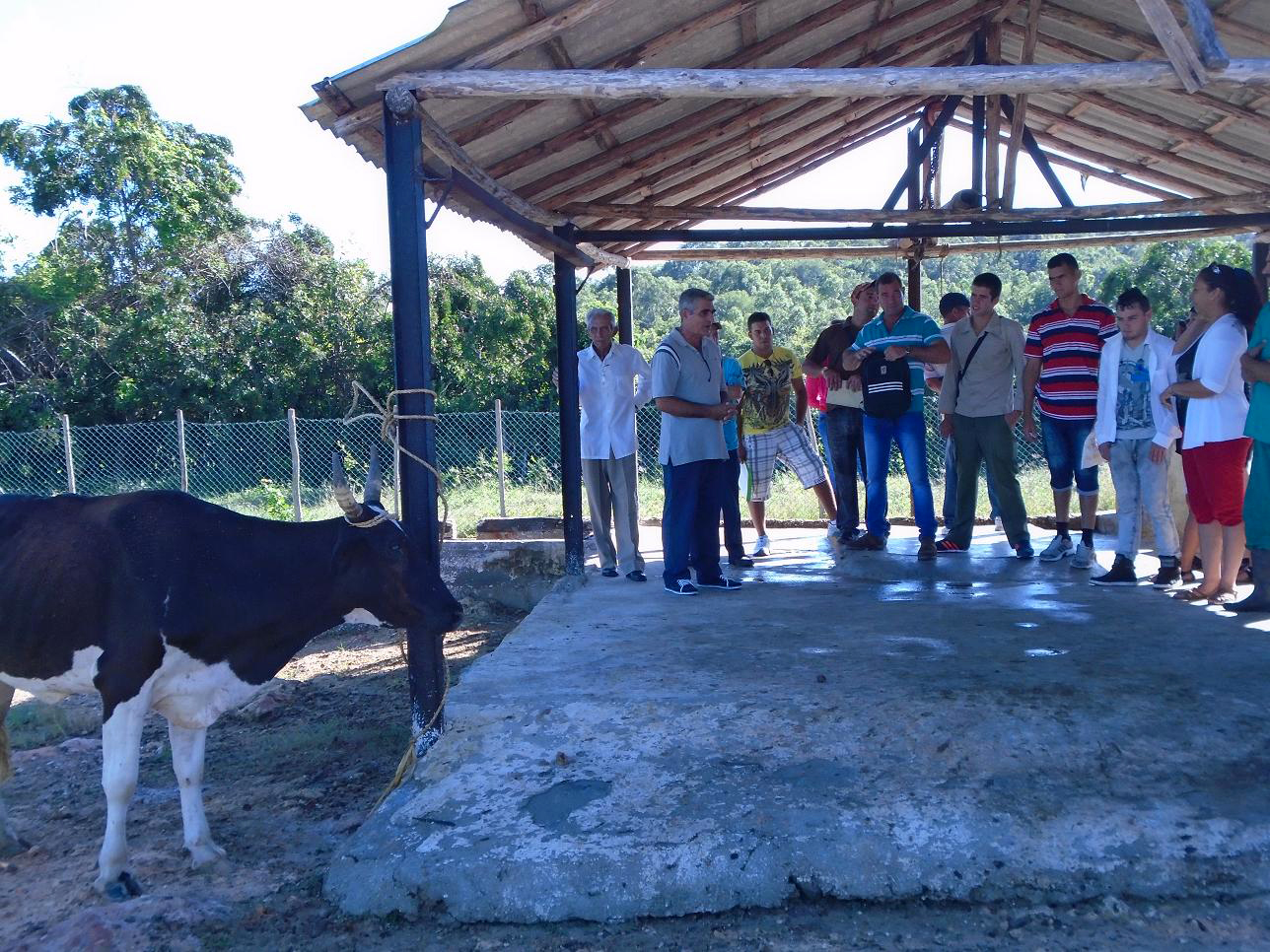 Curso teórico práctico de Habilitación de Inseminadores, con una duración de 10 meses y una matrícula de 35 estudiantes. Desarrollado en el municipio Báguano, el 14 de noviembre de 2015. UHO FOTO/Yosvanys González Murillo